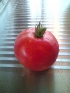 tomatomato